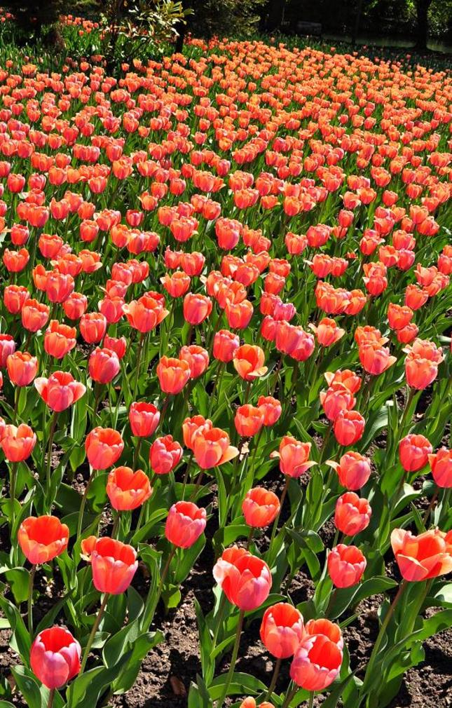 Zahon tulipanov