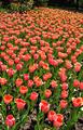 Zahon tulipanov