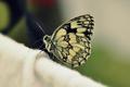 Motyl