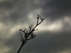 experiment