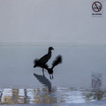 No diving !