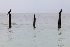Ranná