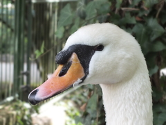 In ZOO