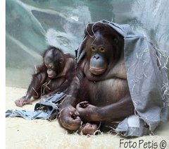 Šimpanzia rodinka :)