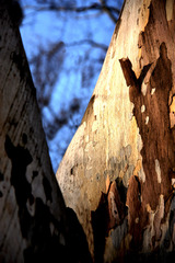 Camouflage tree