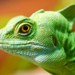 Basiliscus plumifrons