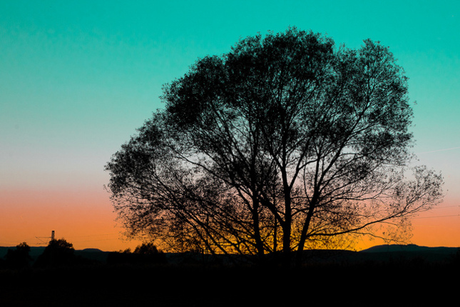 Tree & Sunset