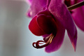 orchidea