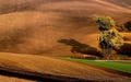 polia