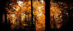 Fall