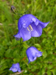 Campanula persicifolia