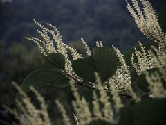 Fallopia japonica