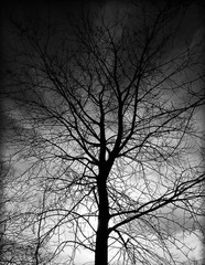 Strom