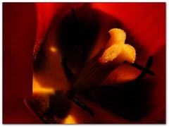 Tulipán