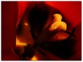 Tulipán