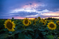 Sunflowers at sunset