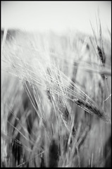 s.w