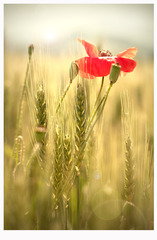 poppy