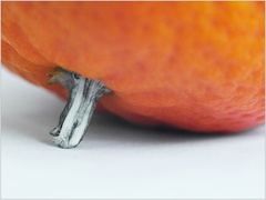 Oranzova