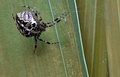 pavuk
