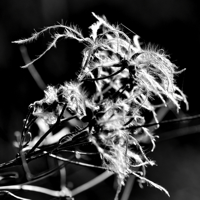 ... clematis vitalba iii ...