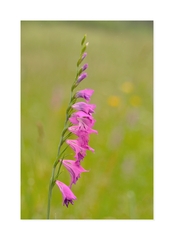 ... gladiolus imbricatus ...