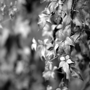 ... živý plot ii ...