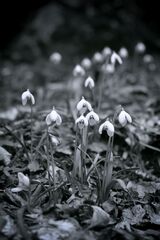 ... galanthus nivalis ii ...