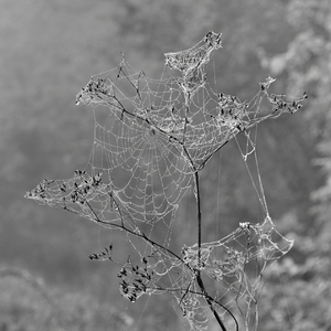 ... networked ...