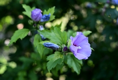 ... hibiscus syriacus ...