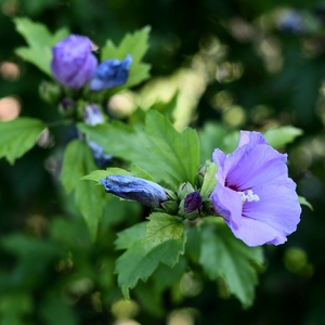 ... hibiscus syriacus ...
