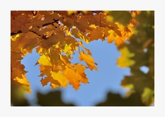 ... autumn insight ...