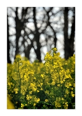 Brassica napus