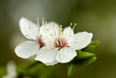 ... adelheid ...