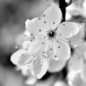 ... ty si má, tykadlová ...