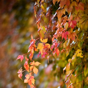 ... živý plot iii ...