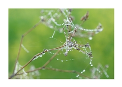 ... padla rosa iii ...