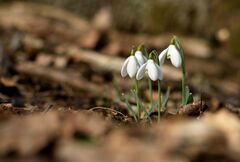 ... galanthus nivalis ...