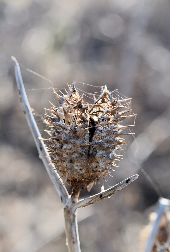 ... allien's egg ...