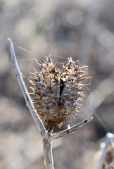 ... allien's egg ...