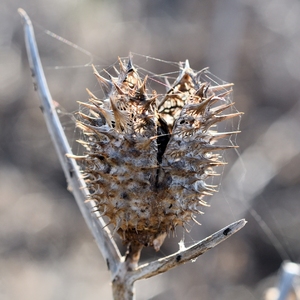 ... allien's egg ...