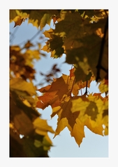 ... fifty shades of autumn ...