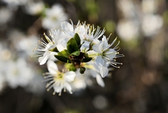 ... má tykadlová ii ...