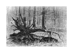 ... root ...