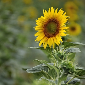 ... spomienka na leto ...
