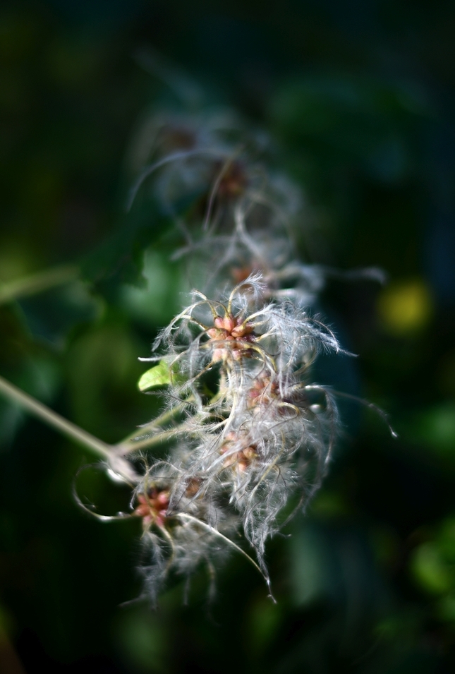 ... clematis vitalba ...