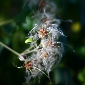 ... clematis vitalba ...