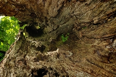 ... HOLLOW TREE II ...