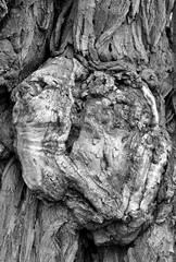 ... srdce stromové ...