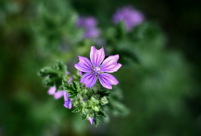 ... malva sylvestris ...